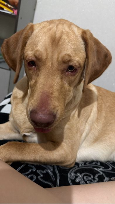 Лабрадор девочка