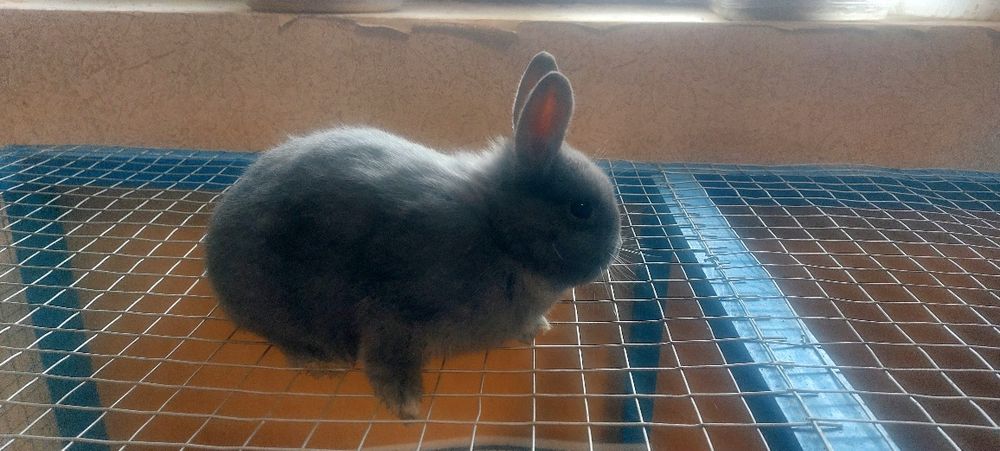 Кролик  Карлики продаётся