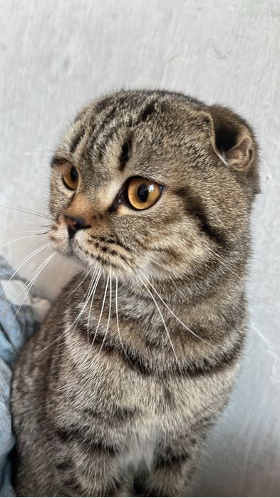 Вязка вислоухого кота