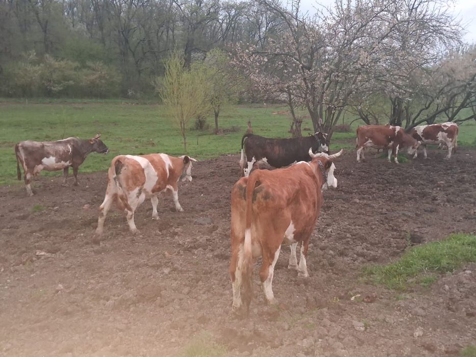 Vand vaci fatate si gestante