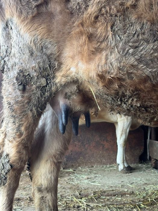 Продам корову с телёнком