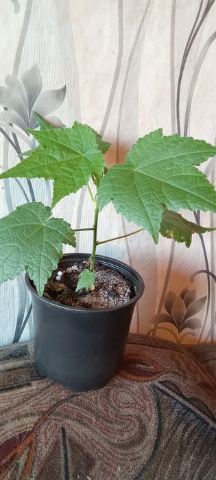 Продам цветы комнатные