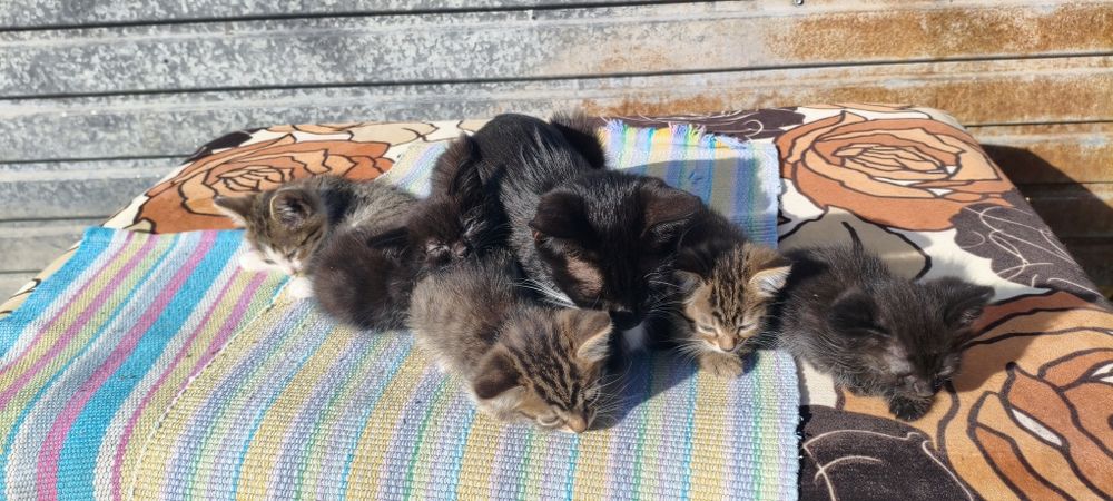 Отдаю кошку, котят