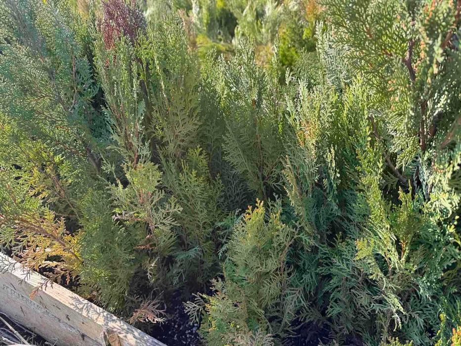 Палми вашингтония - маслини - мандарини и лимон