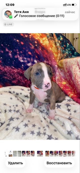 Щенки стаффордширского терьера