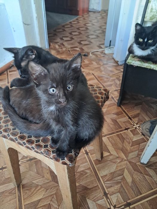 Отдам котят в хорошие руки