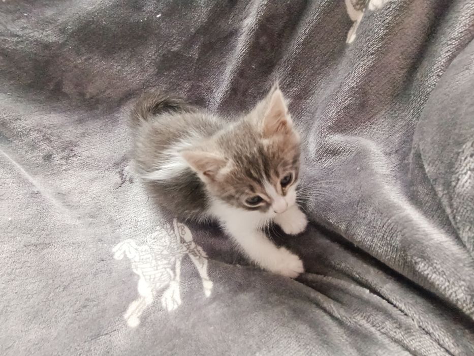 Котёнок полубританец