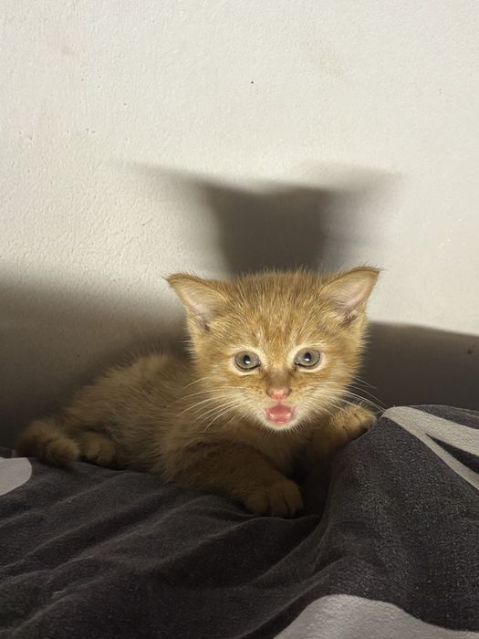 Котенок два месяца