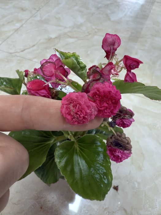 Продам комнатные цветы ,