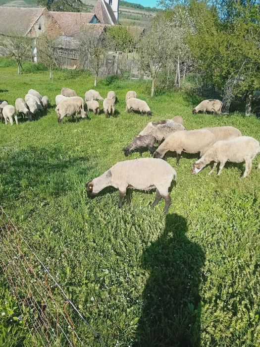 Vand oi sulfok,barusa de covasna