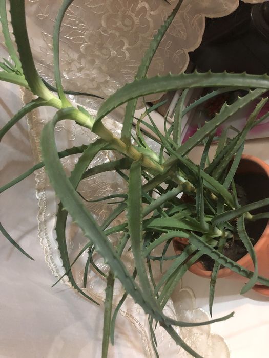 Алое, 5- летнее, лечебное.