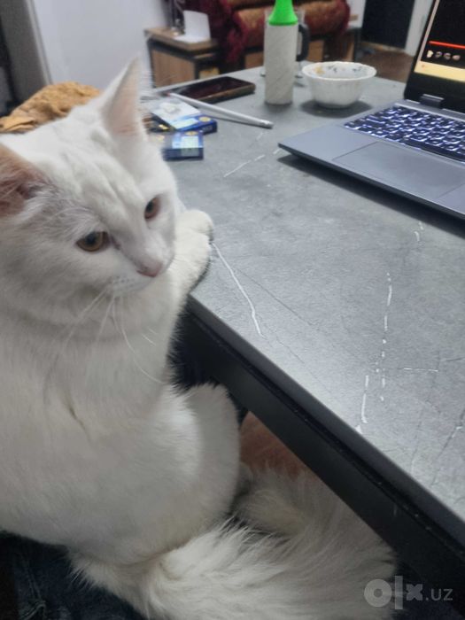 Мушук, кошка, турецский ангорка