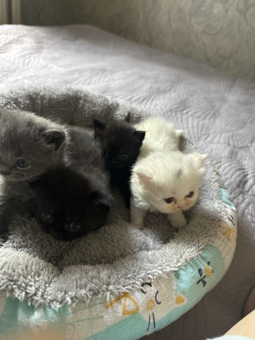 котята пародистой