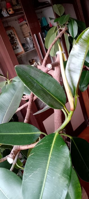 Фикус Робуста. Отросток.