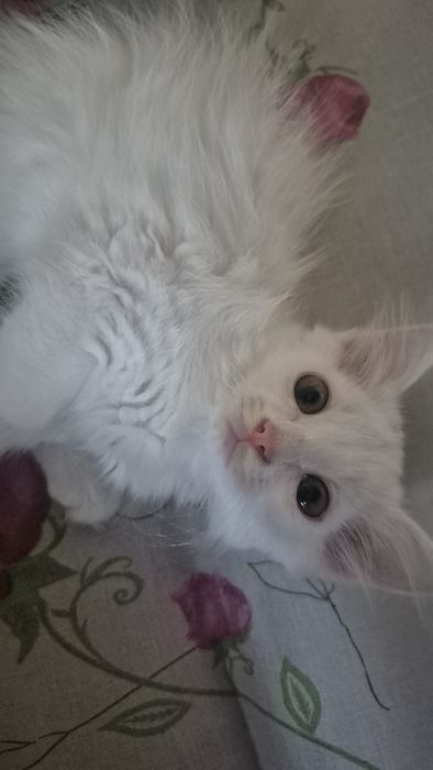 Отдам девочку котёнка бесплатно