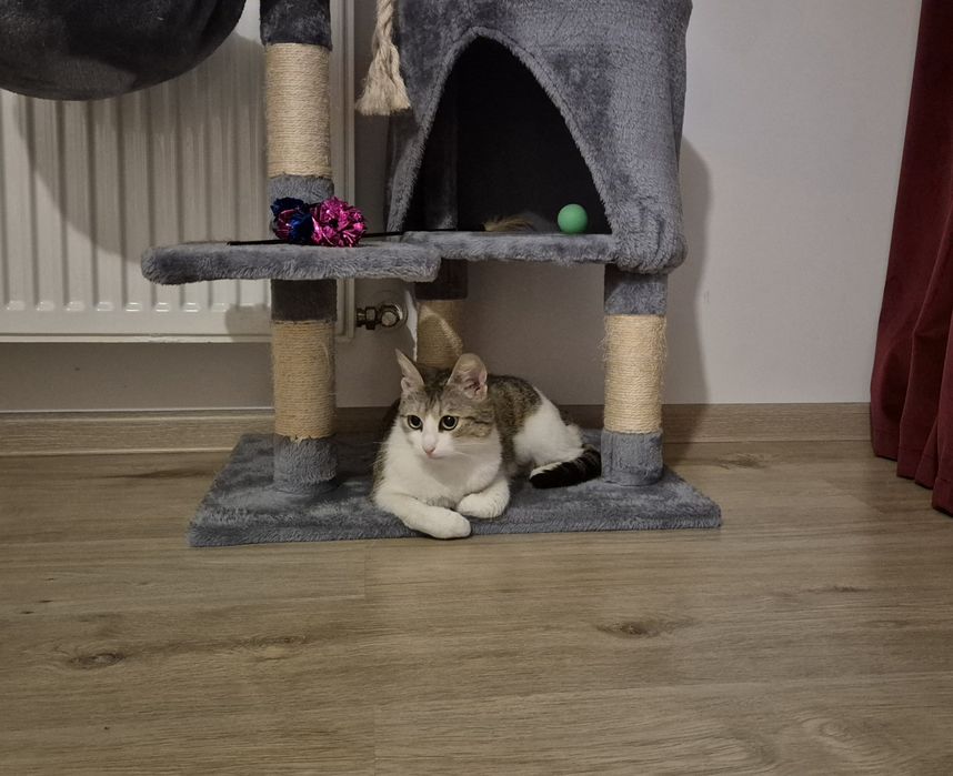 Mara pisica cauta familie