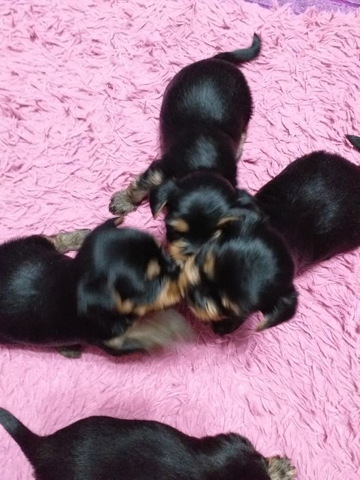 Продаю щенков мини йоркширского терьер