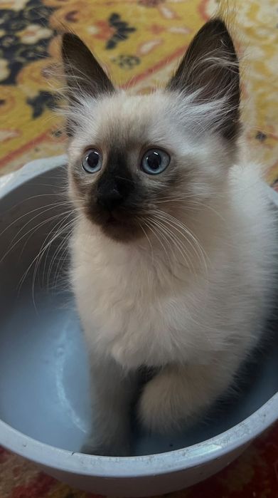 Ragdoo rasa pura!
