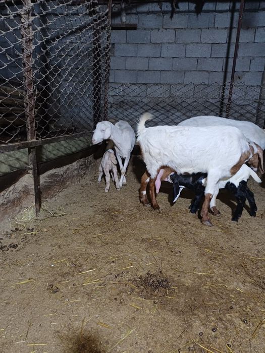 Сауынды ешкілер сатылады