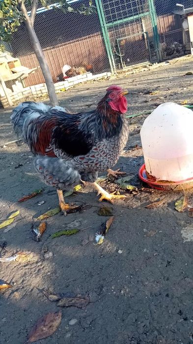 Vând cocos wyandotte diverse culori