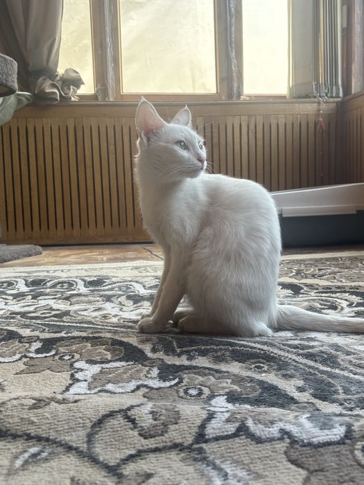 Кошечка ищет хороший дом. 1 год, стерилизована. Активная, спасеныш.