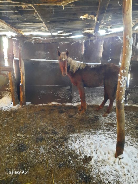 Продаётся жеребенок