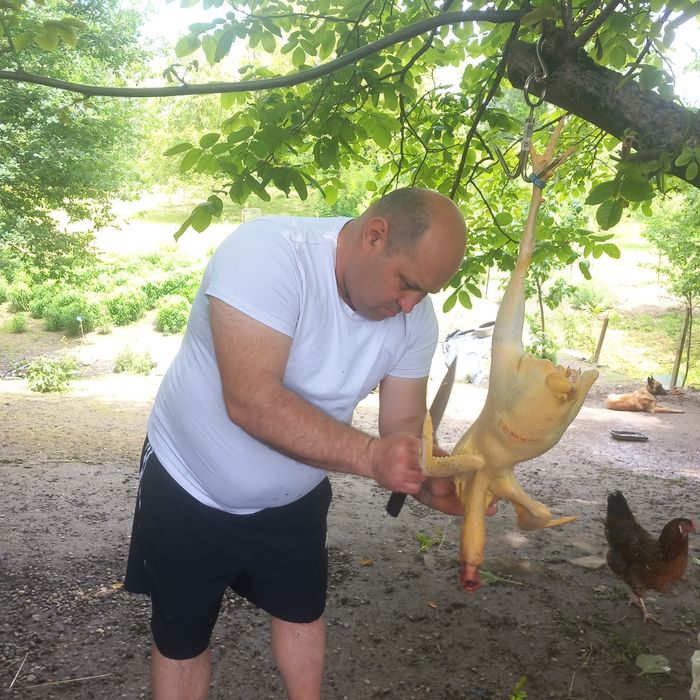 Disponibil această rasă de găini Rhodi șlam.