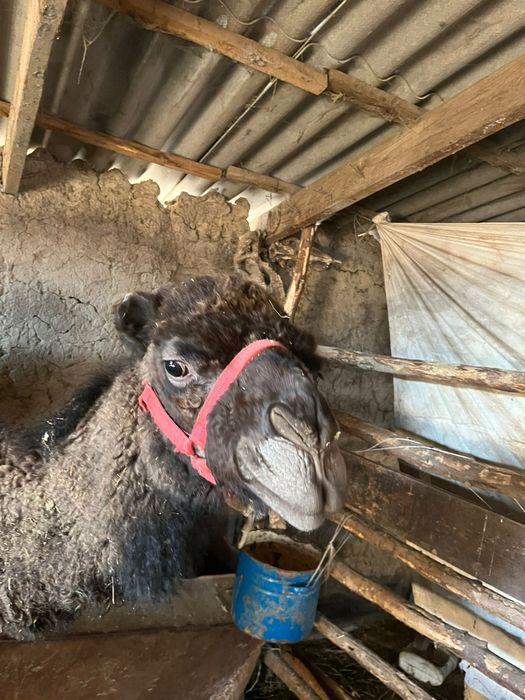 Түйе сатылады еркек