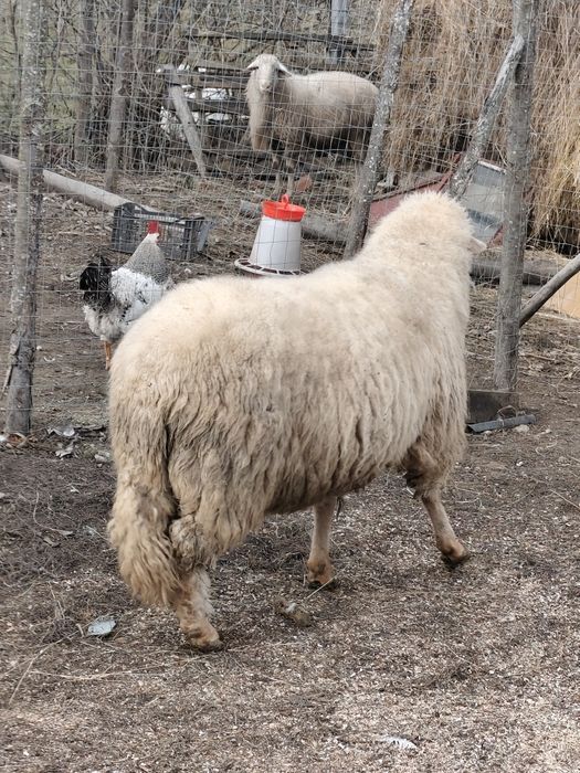 Berbec tigaie ruginie talie mare