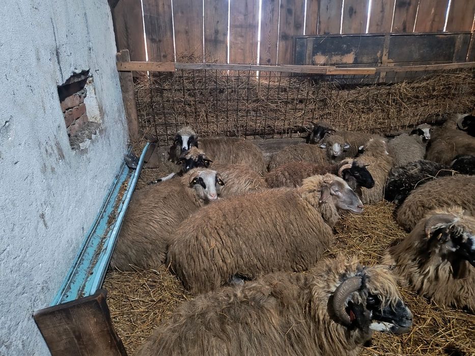 Oi si miei de vanzare