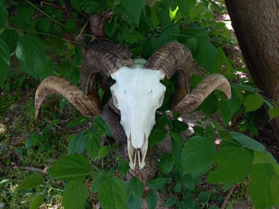 trofeu.trofee.craniu.coarne de berbec masiv