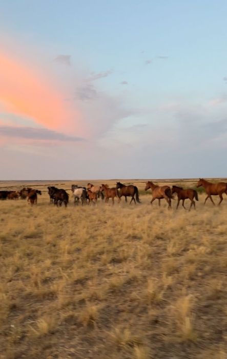 Жылкылар кулындарымен