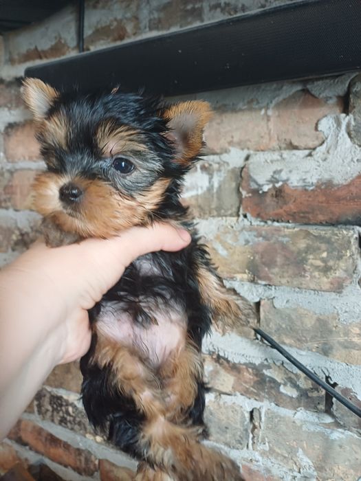 Щенки йоркширского терьера.