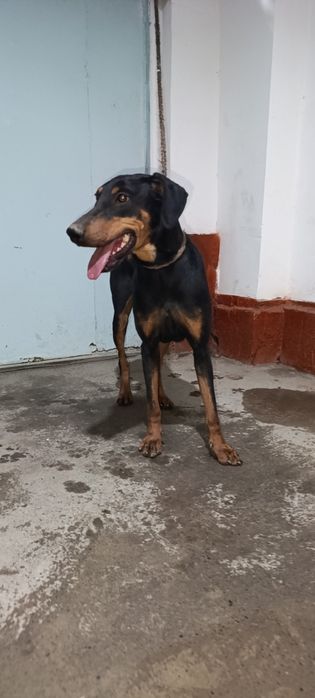 Doberman qiz 6 oylik Tozza qon