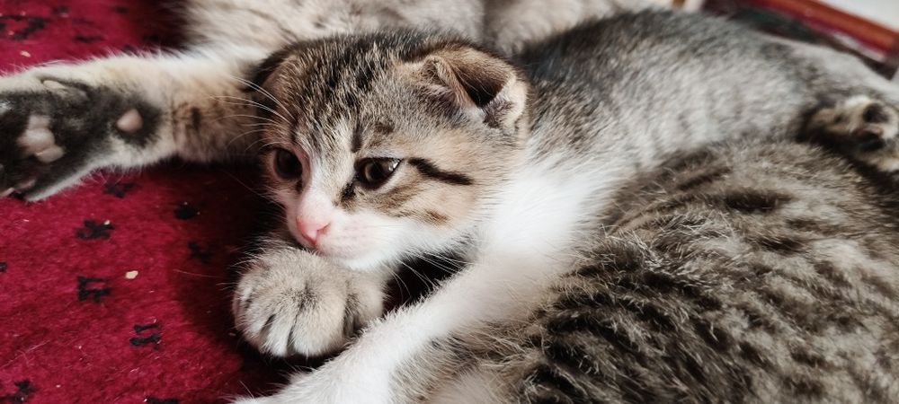 Котята шотландцы