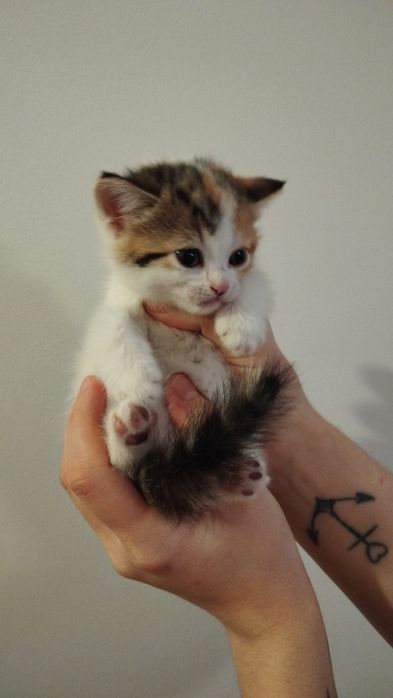 Котёнок шотландский породы