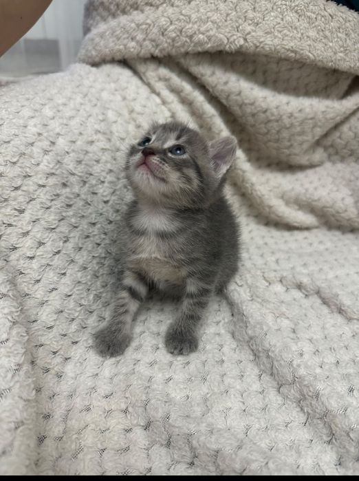 Отдам котят бесплатно