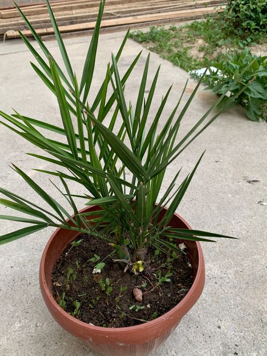 Домашние ростения