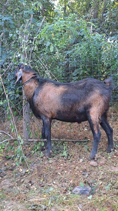Vând țap  Anglo-Nubian