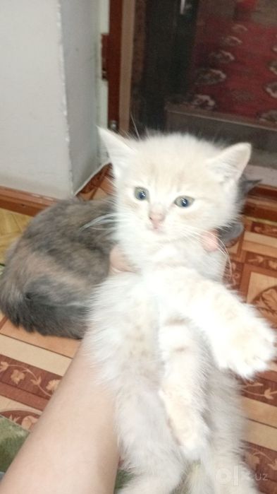Siyamiskiy mushuk bolalari endi sutdan chiqqan