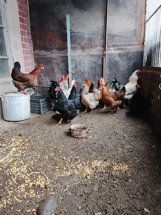 Продам оптом брама