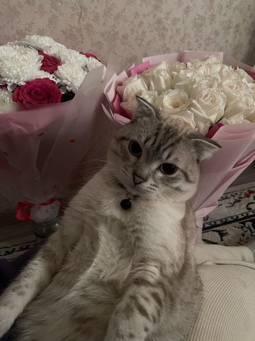 отдам в добрые руки