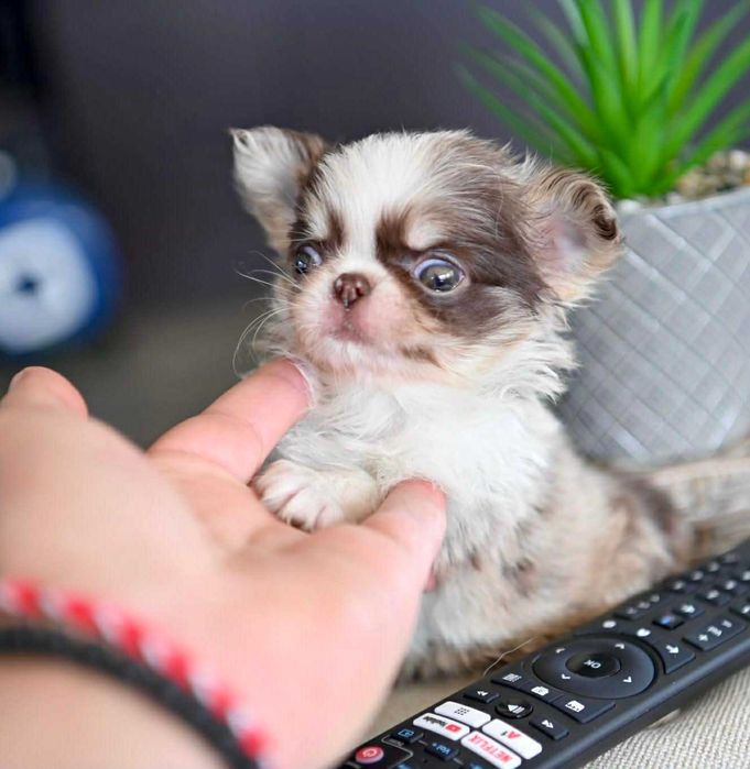 Женско миниатюрно дългокосместо шоколадово мерле