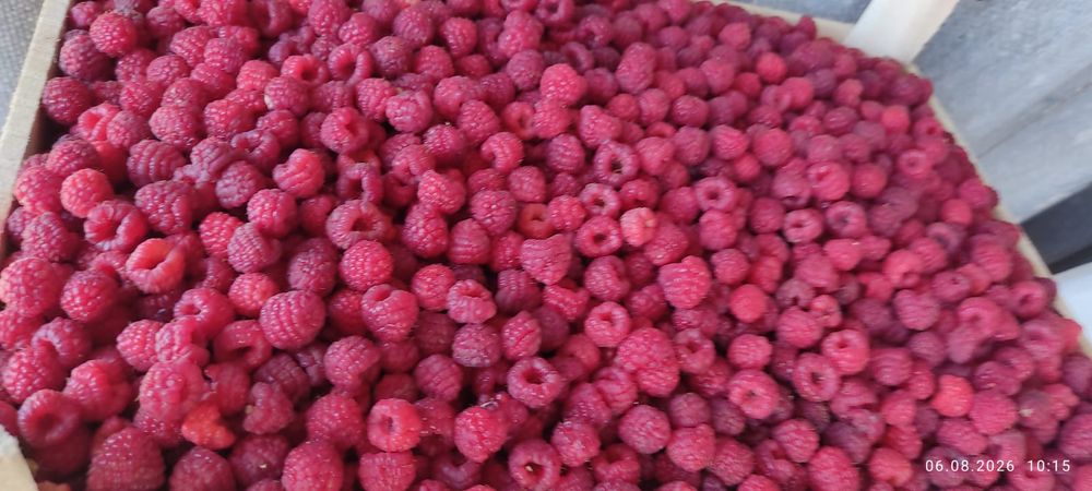 Продам малину свежая с поле