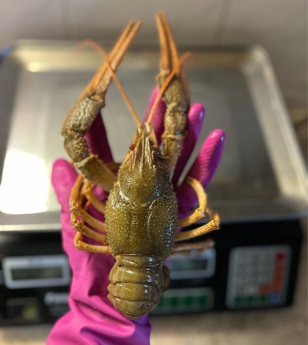 Раки креветки на любое мероприятие