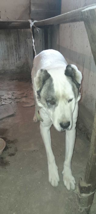 Алабай 7 месяцев кобель Алабай 7 ойлик угил бола