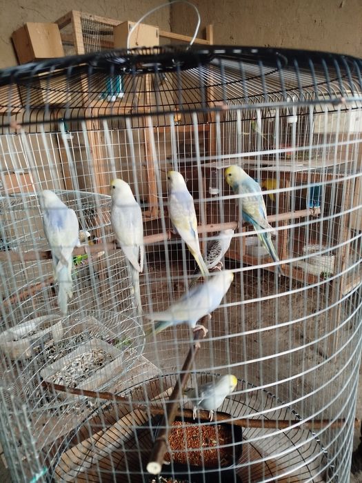 Продается радужные волнистые попугаи