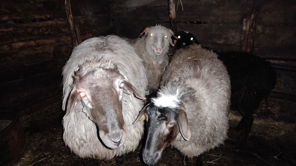 Продам баранов с откорма.