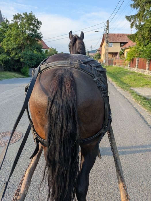 Vând iapă de  4  ani