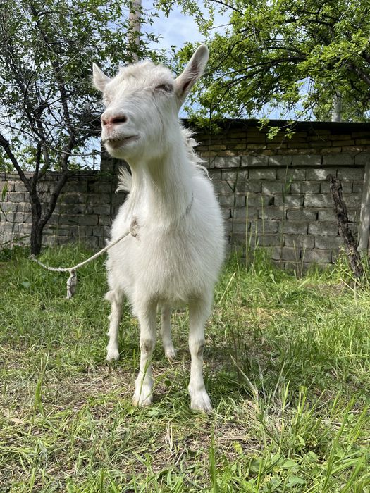 Продам Козу Порода Заненская